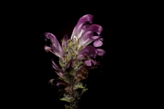 Sudetic Lousewort on Akimski Island